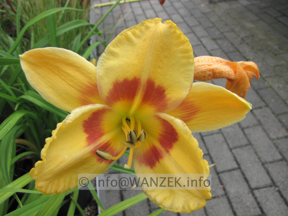 Hemerocallis Fooled Me 99.JPG